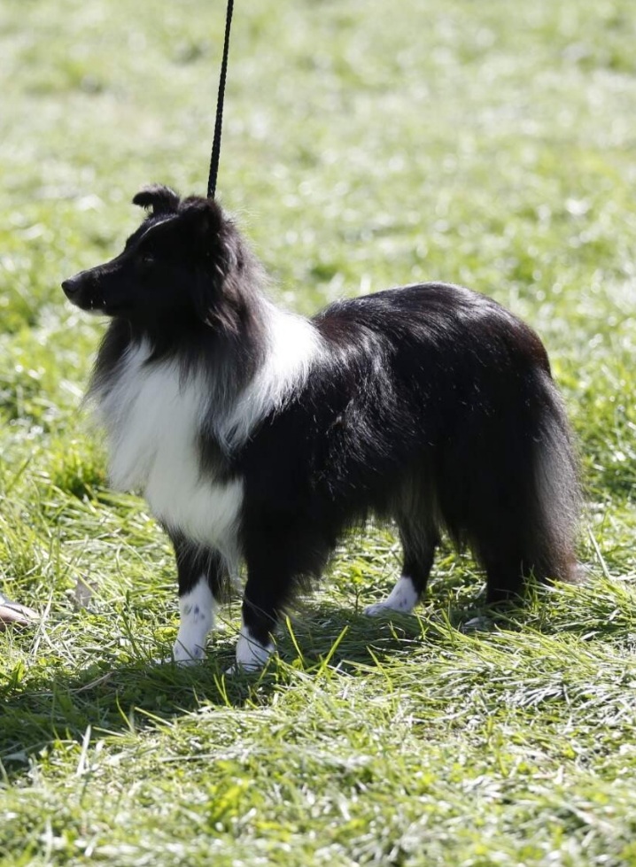 Cherish Královský dar